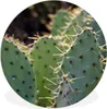 MuchoWow® Rundes Wandbild - Runde Bilder Botanischer Kaktus Produktbild-Vorschau 1
