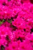 Rhododendron obtusum 'Melina', rosa Blüten, 15–20 cm Produktbild-Vorschau 5