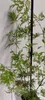 A close-up of a small Japanese maple tree with green, finely dissected leaves. Náhľad obrázku produktu