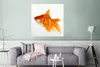 MuchoWow® Poster Goldfisch - Fisch - Weiß 75x75 cm - Wand Produktbild-Vorschau 5