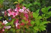 Weigela hybr. 'Carnaval'® ('courtalor'®) - Klinová ľalia Náhľad obrázku produktu 3