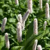 Persicaria bistorta 'Superba' | 6 Stück - 10-25cm - Ø9cm - Produktbild-Vorschau 5