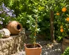 Agrume, Oranger Cédrat (Switrus) : 50–70 cm – Arbre Voir les images du produit 1