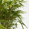 Bambus - 6 Stk - Fargesia nitida 'Gansu' - Höhe 50-70cm - Produktbild-Vorschau 4