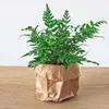 Planten Terrarium Paket - Jungle 5 - Coffea - Varen - Palm Produktbild-Vorschau 5
