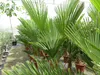 Palme winterhart 150 - 180 cm Trachycarpus Wagnerianus Produktbild-Vorschau 3