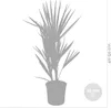 Bloomique - 2er Set - Chamaerops Humilis - Europäische Produktbild-Vorschau 4