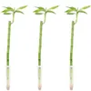 3er-Set Glücksbambus gerade- Höhe ca. 50 cm, Topf-Ø 5 cm - Produktbild-Vorschau 1