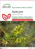 SAFLAX - sladký jetel - Melilotus officinalis - 250 Semena Náhled obrázku produktu 1