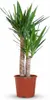 Green boutiQ - Kamerplant - Yucca (Palmlelie) - Yucca Voir les images du produit 1