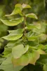 Cercis chinensis 'Avondale', Judasbaum, purpurrosa, 40–60 Produktbild-Vorschau 2
