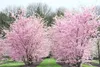 Prunus subhirtella 'Accolade', Zierkirsche, rosa Blüten, Produktbild-Vorschau 10