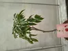 Litchi chinensis 70-100 cm Litschi Lychee Kwai May Pink Produktbild-Vorschau 3