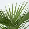 Karłatka niska - Chamaerops humilis - Wysokość 70-80cm - Podgląd zdjęcia produktu 3