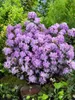 Zwerg-Rhododendron 25-30 cm, im Topf - Rhododendron Produktbild-Vorschau 10