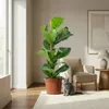 Green boutiQ - Zimmerpflanze - Geigenfeige - Ficus Lyrata - Produktbild-Vorschau 4