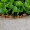 Lot de 3 plantes artificielles Relaxdays, assortiment de Voir les images du produit 7