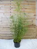 [Palmenlager] - XL Fargesia robusta Campbell 160 cm - Produktbild-Vorschau 1