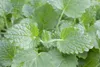 Melissa officinalis, Zitronenmelisse, aromatisch, ca. 11x11 Produktbild-Vorschau 11