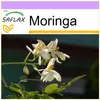SAFLAX - Moringa - 10 Nasiona - Moringa oleifera Podgląd zdjęcia produktu 10