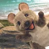 Folkmanis Handpuppe Kurzschwanzkänguru 3170 Känguru 36 cm Produktbild-Vorschau 6