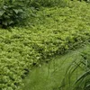 Půdopokryvná rostlina – stínomilná – pachysandra – Náhled obrázku produktu 5