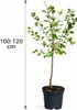 Pflaume ‘Königin Viktoria’ 100–120 cm selbstbestäubend Produktbild-Vorschau 5