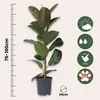 Figowiec sprężysty - Ficus Elastica 'Robusta' - Wysokość Podgląd zdjęcia produktu 2