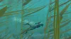 Nintendo Games Switch Endless Ocean Luminous Switch Produktbild-Vorschau 10