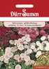 Gänseblümchen gefüllte Mischung | Gänseblümchensamen von Produktbild-Vorschau 3