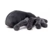 Cornelissen - Doudou - Araignée Tarantula Voir les images du produit 2
