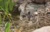 Sistema di pompaggio solare esotec Water Splash 470 Anteprima dell’immagine prodotto 3