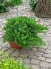 Juniperus procumbens 'Nana', Kriech-Wacholder, 20–25 cm Produktbild-Vorschau 10
