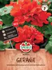 SPERLI Geraniensamen Madeira F1 Pelargonium zonale 7 Produktbild-Vorschau 1