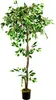 Fico Ficus Benjamin Pianta Albero Artificiale Plastica Anteprima dell’immagine prodotto 1