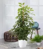 BALDUR Garten Ficus benjamina Danielle ca. 80-90 cm hoch, 1 Produktbild-Vorschau 1