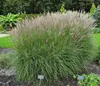 6 x  Miscanthus sin. 'Kleine Silberspinne' - Chinaschilf - Produktbild-Vorschau 2