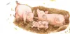 Ravensburger 6332 Puzzle Na wielkiej farmie 30-48 elementw Podgląd zdjęcia produktu 2