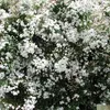 Gelsomino invernale - Jasminum officinale  | 50-60 cm in Anteprima dell’immagine prodotto 2