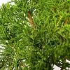 Bonsai jałowiec - Juniperus chinensis Kishu z Japonii, Podgląd zdjęcia produktu 5