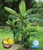 BALDUR Garten 1x Winterharte Banane 'grün', Pflanze im 12 Produktbild-Vorschau 2