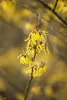 Hamamelis intermedia 'Arnold Promise', Zaubernuss, gelb, Produktbild-Vorschau 2