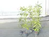Macadamia Macadamia integrifolia Nussbaum 170 - 180 cm Produktbild-Vorschau 2
