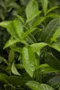 Prunus laurocerasus 'Diana', Kirschlorbeer, immergrün, Produktbild-Vorschau 1