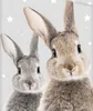 Hase Häschen - Bettwäsche-Set mit Kaninchen-Motiv, 135x200 Produktbild-Vorschau 3