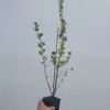 Angrešt Červený Hinnonmaki Rot 2L Náhled obrázku produktu 2