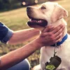 Premium Hundekotbeutelspender inklusive Karabinerhaken für Produktbild-Vorschau 6