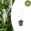 Persicaria bistorta 'Superba' | 6 Stück - 10-25cm - Ø9cm - Produktbild-Vorschau 1