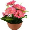 Gerberas rose 7 fleurs dans un bol en terre cuite Ø22/ 24 Voir les images du produit 5