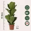 Figowiec dębolistny - Ficus Lyrata - Wysokość 70-90cm - Podgląd zdjęcia produktu 2